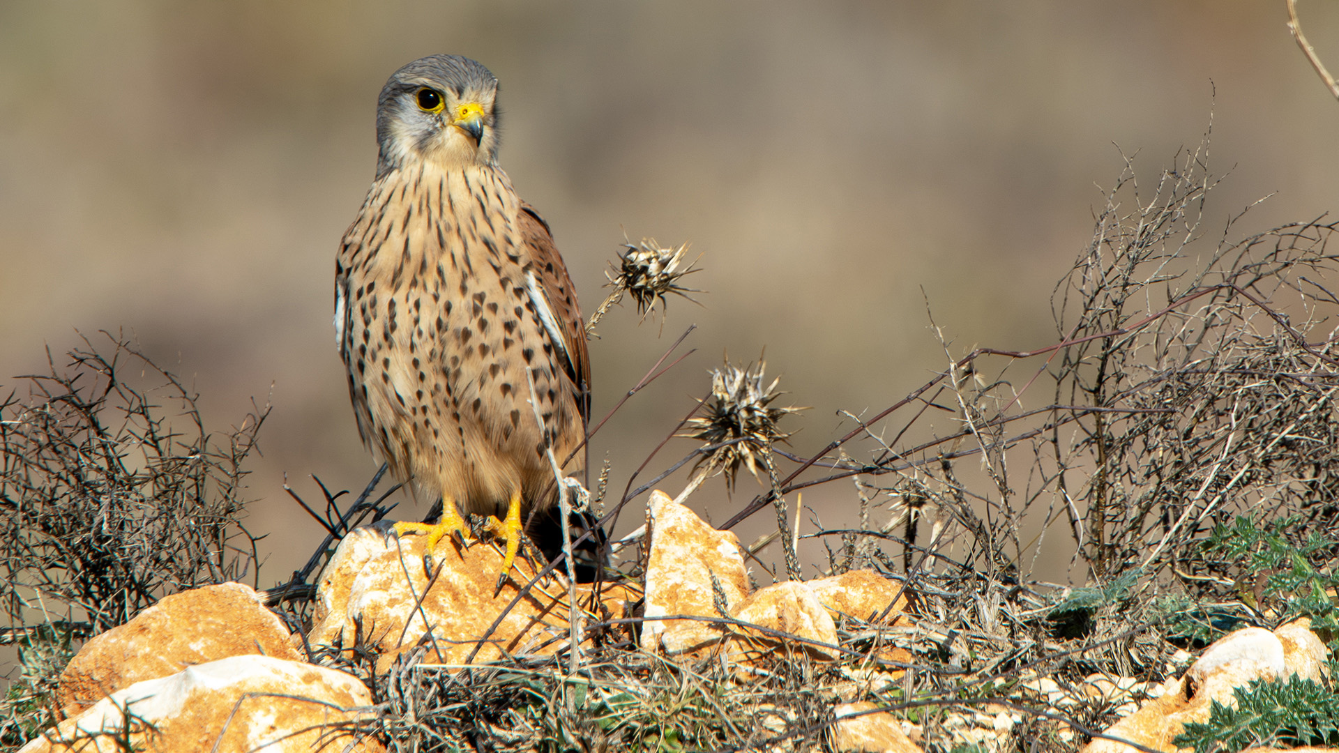 Eurasian Kestrel
